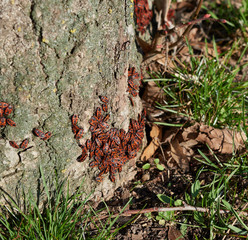 soldiers bugs crawling on tree bark on a sunny day