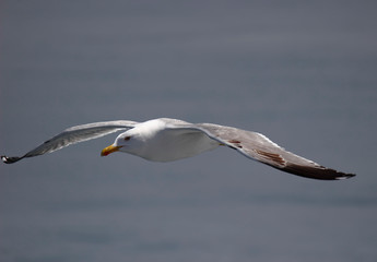 Seagull flying over the sea blue sky