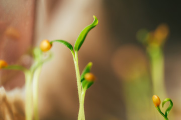 Obraz na płótnie Canvas small fresh seed shoot, macro photography, spring time, the awakening of nature