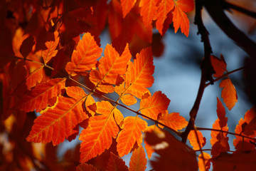 autumn leaves 