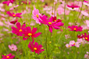 Colorful blooming cosmos flowers with selective focus