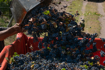 men carriage grapes in vineyards