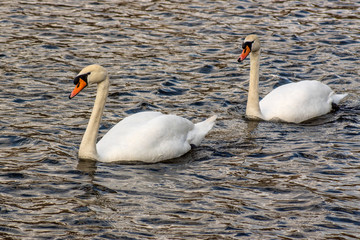 łabędzie © Henryk Olszewski