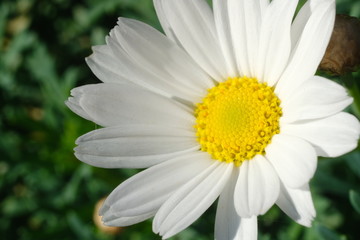 Large white and yellow daisy flower. Macro.
