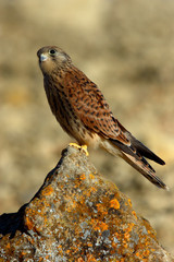 Kestrel calf perched on a stone looking up into the countryside.