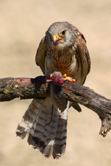 Kestrel perched on a branch while tearing up a hunted mouse in the countryside.