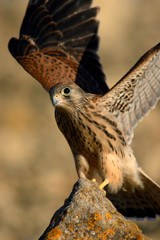 Baby kestrel perched on a stone with its wings open to stretch them out in the countryside.