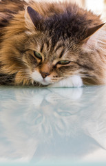 Pretty cat face in relax, siberian breed