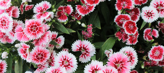 Dianthus chinensis for background.