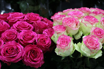 rose