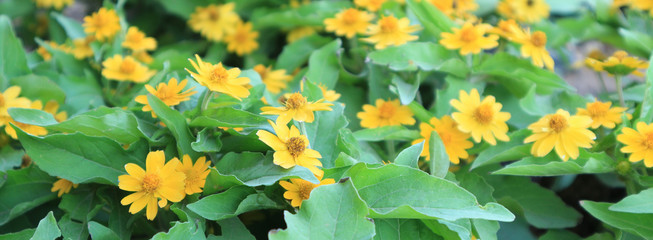 yellow flowers in garden and flower background.