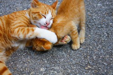 Fototapeta na wymiar orange street cat, mother and baby feeding and playing on the ground at street side. These are domestic cats in Thailand.