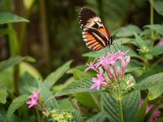 Fototapeta na wymiar Mariposa tomando polen