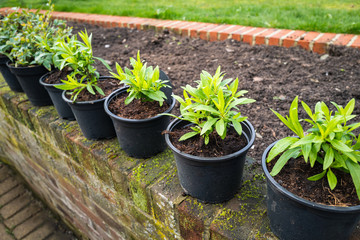A row of young green plants in pots on a vintage weather garden wall ready for planting in the brick edged, soil filled flower bed behind them.