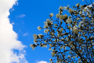 Low angle view on white magnolia tree blossoms against blue sky with cumulus clouds in spring