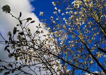 Low angle view on white magnolia tree blossoms against blue sky with cumulus clouds in spring