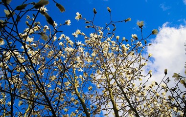 Low angle view on white magnolia tree blossoms against blue sky with cumulus clouds in spring