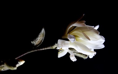 Studio shot of bright shining isolated magnolia tree branch with white blossom and catkin, black background and illuminated by artificial light