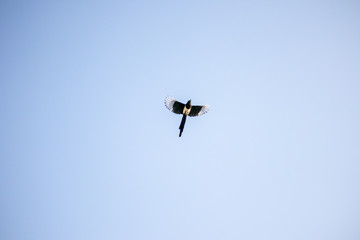 Black-billed magpie flying in the sky