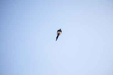 Black-billed magpie in flight