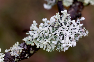 Closeup of lichen on branch