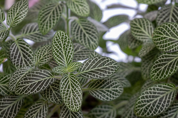 Nerve Plant (Fittonia)