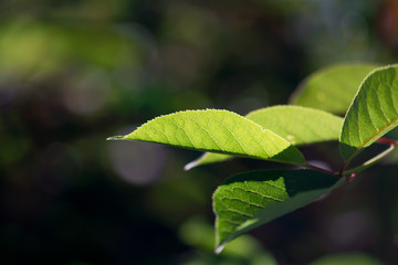Glowing Bird Cherry Leaf