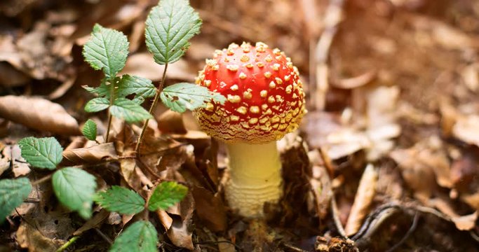 Young Fly Agaric Mushroom in the Forest