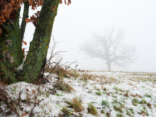 Tree in the mist and with hoarfrost in Burgenland