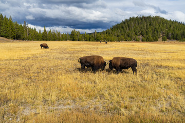 two bisons fighting at a meadow inside yellowstone NP
