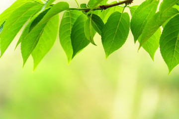 green leaves  on green bokeh background