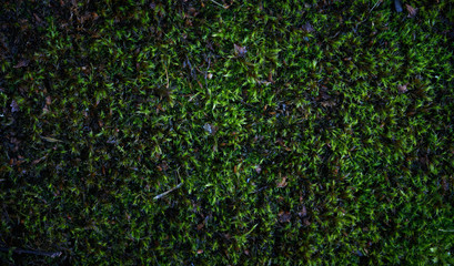 Moss green texture. Moss background. Green moss on grunge texture, background. Long web banner