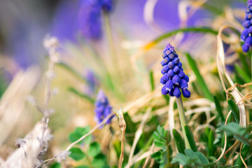 Blue Grape Hyacinth Flower