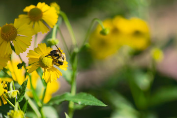 Bumblebee On Yellow Flower