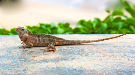 Chameleon or Hacksaw Agama from Sri Lanka.