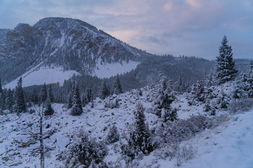 Fresh fallen snow at yellowstone national park