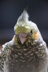 オカメインコ　顔　雛