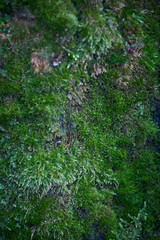 Moss green texture. Moss background. Green moss on grunge texture, background. Long web banner
