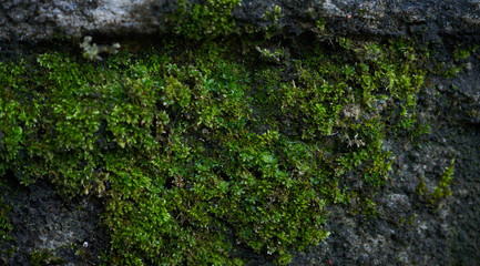 Moss green texture. Moss background. Green moss on grunge texture, background. Long web banner