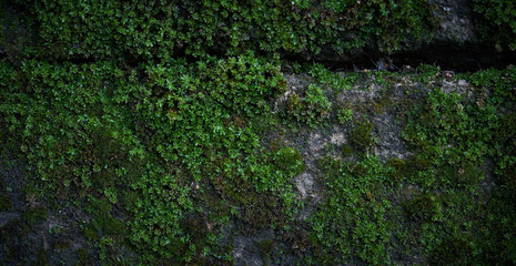 Moss green texture. Moss background. Green moss on grunge texture, background. Long web banner - 329838811