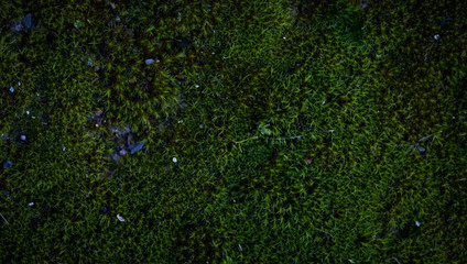 Moss green texture. Moss background. Green moss on grunge texture, background. Long web banner