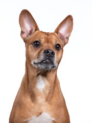 Obraz premium Brown dog portrait in a studio with white background.