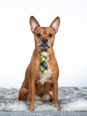 Brown dog wearing a dog tie. Funny portrait in a studio with white background.