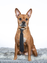 Brown dog wearing a dog tie. Funny portrait in a studio with white background.