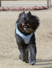 Bouvier des Flandres running in a cool coat