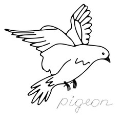 Hand-drawn black vector illustration of one dove is flying on a white background with lettering Pigeon