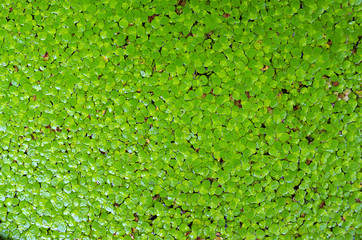 Many green leaves floating on the water.