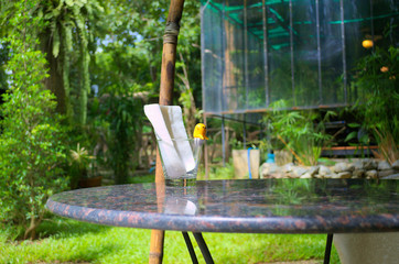 Coffee table in the green garden