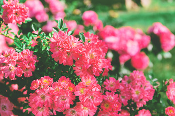 Beautiful blooming rose bush in the garden. Selective focus.