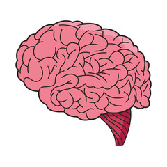 brain organ human isolated icon
